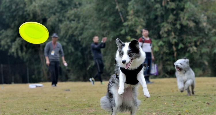 如何选择适合接飞盘的宠物狗（挑选接飞盘狗的5个要素）