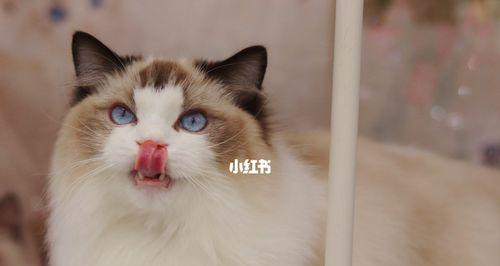 探寻可爱的猫咪品种（以宠物为主的猫咪品种推荐）