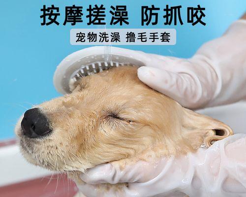 哪种宠物犬最擅长抓猫（犬种特征与抓猫技能详解）