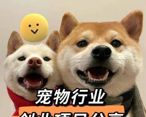 犬业协会——为宠物犬的健康幸福保驾护航（关爱宠物）