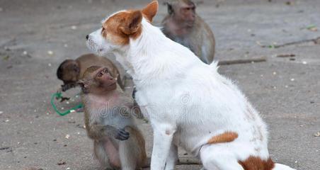 猴子和狗之间的神秘关系解密，为何猴子会害怕狗（猴子和狗之间的神秘关系解密）