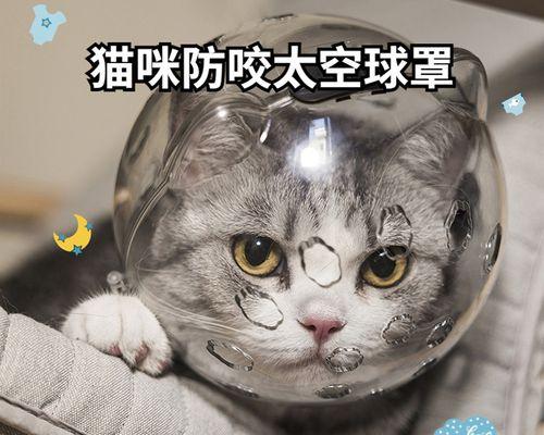 亲猫咪舔的原因和好处（探究猫咪舔人的心理和身体健康）