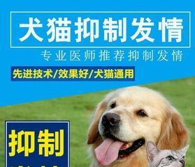 宠物避孕药的使用及注意事项（让您的宠物健康快乐生活——关注避孕问题）