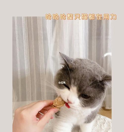 小猫的零食探秘（探讨小猫爱吃的零食及其营养价值）