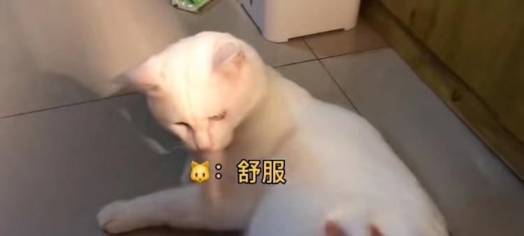 小猫被打屁股，宠物主人的教育方式（以宠物为主）