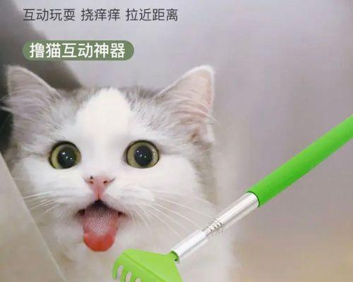 小猫被生人碰了，该如何应对（宠物遇到陌生人）