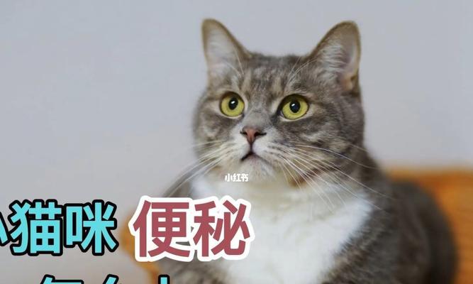 小猫便秘不可小觑，可能致命（宠物爱护必知）