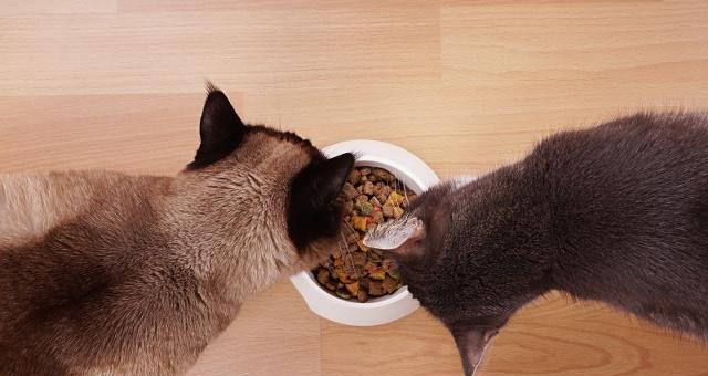 猫咪饮食问题