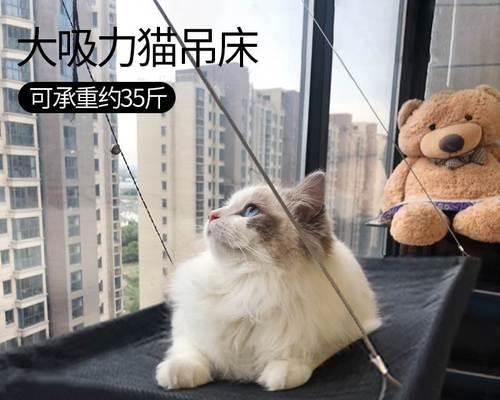 小猫不喜欢猫窝的原因（探究宠物猫对猫窝的态度与喜好）