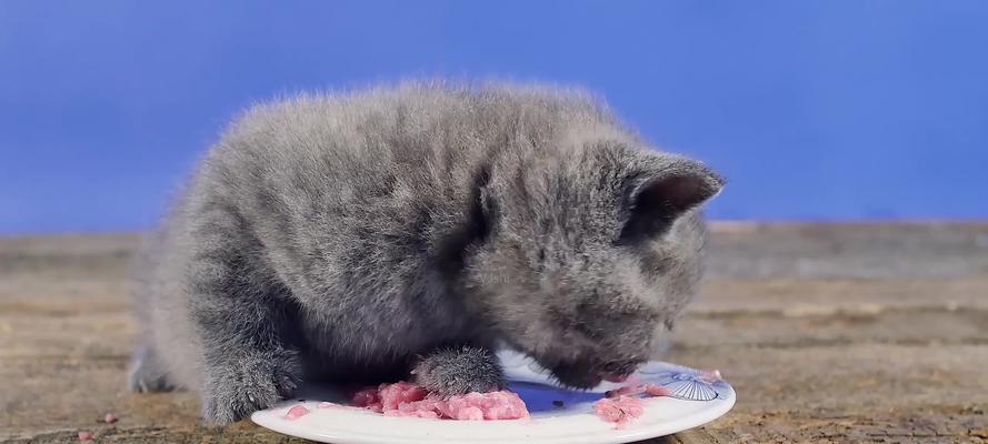 小猫吃东西呕吐的原因和应对方法（探究宠物小猫饮食偏好和消化问题）