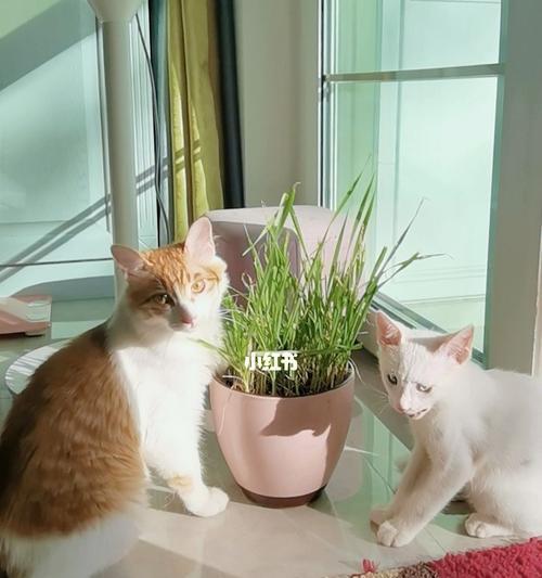 小猫吃多少猫草才健康（小猫吃多少猫草才健康）