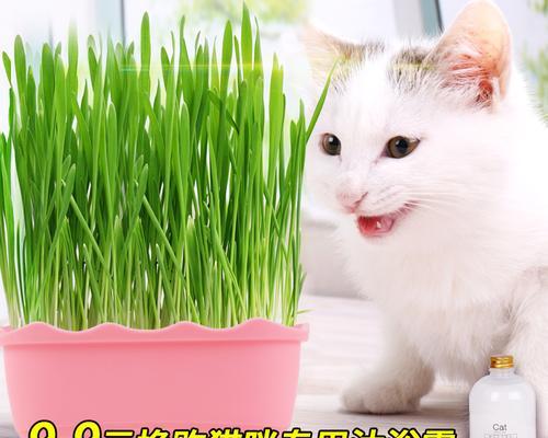 小猫吃多少猫草才健康（小猫吃多少猫草才健康）