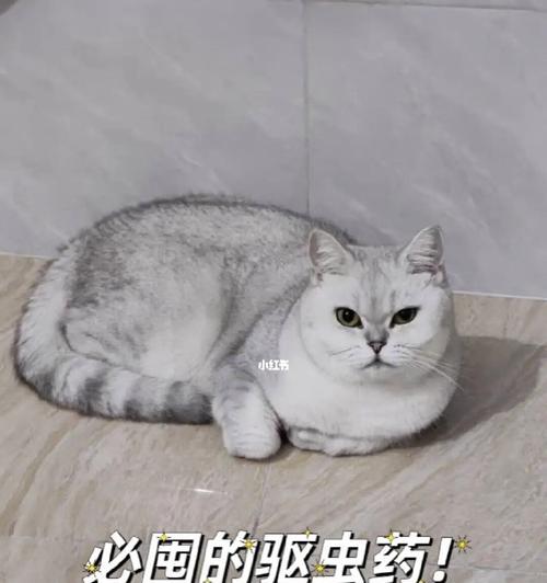 小猫吃药哭了，宠物医疗注意事项（重视宠物健康）