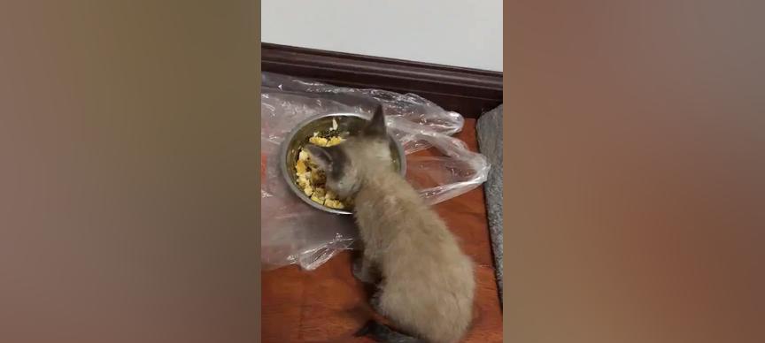 宠物小猫吃猪肝呕吐，应该如何处理（小猫出现呕吐症状）