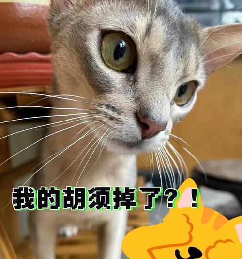 小猫胡须断了，如何保护宠物的生命安全（15个常见宠物危险和应对方法）