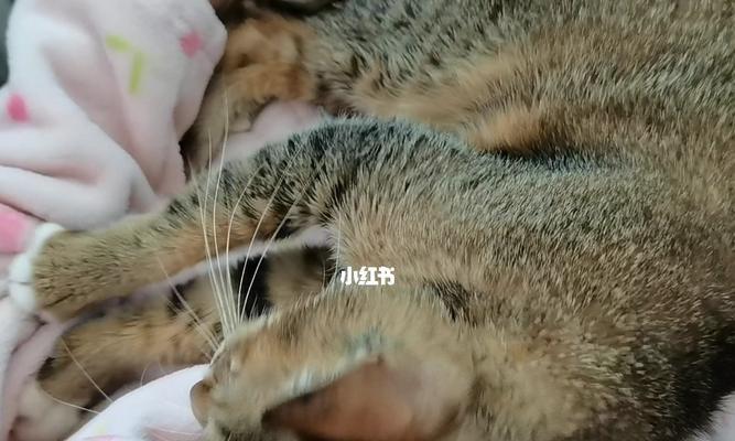 小猫踩奶现象全面解析（探究宠物踩奶现象的原因及意义）