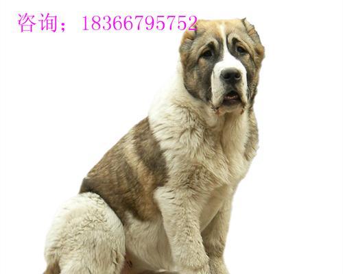 中亚犬成年食谱全解析（喂养你的中亚犬）