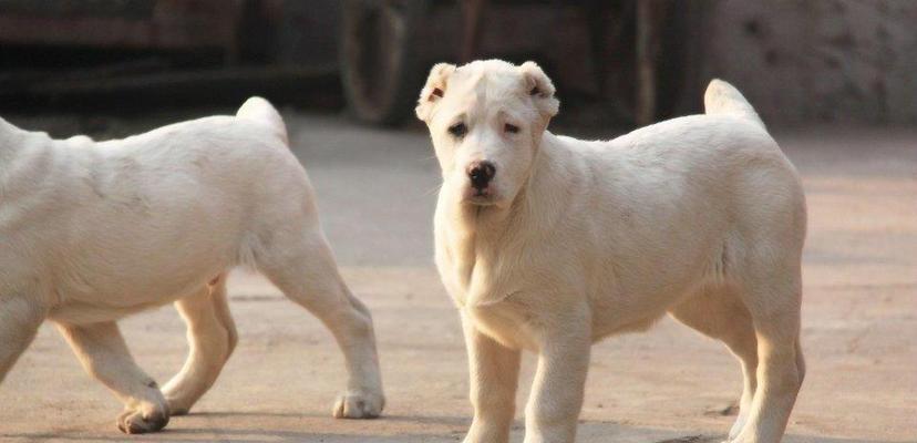 中亚犬成年食谱全解析（喂养你的中亚犬）