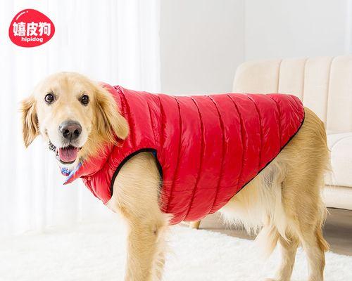 大金毛犬的饮食攻略（宠爱你的毛孩）