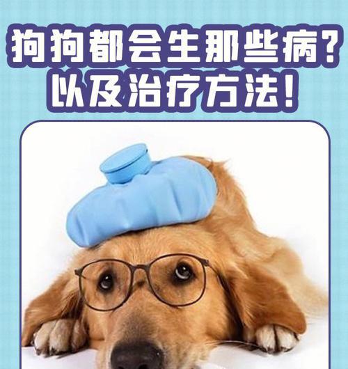 肺炎犬瘟治疗药物汇总（宠物护理必知）