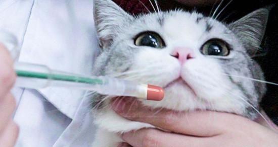 小猫吃药，让你的宠物健康快乐