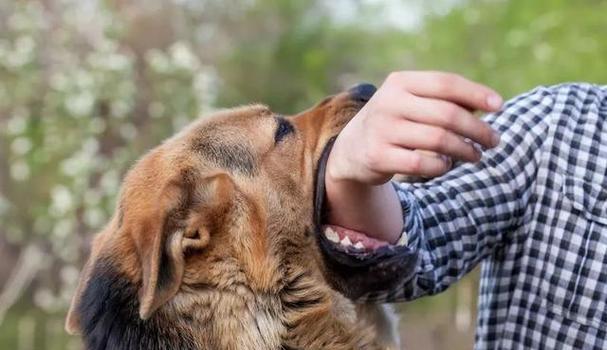 为爱宠接种狂犬疫苗，守护幸福生活（这些事情你需要知道）