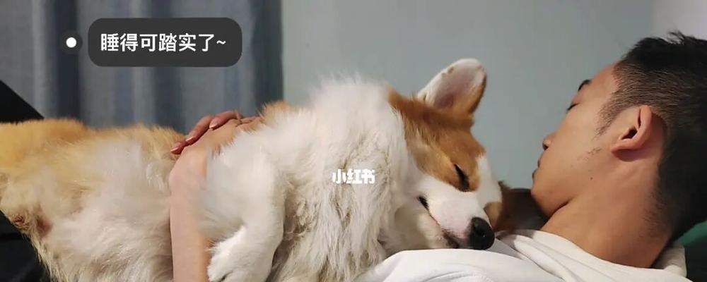 狗狗晚上在户外的睡眠习惯探究（以宠物为主）