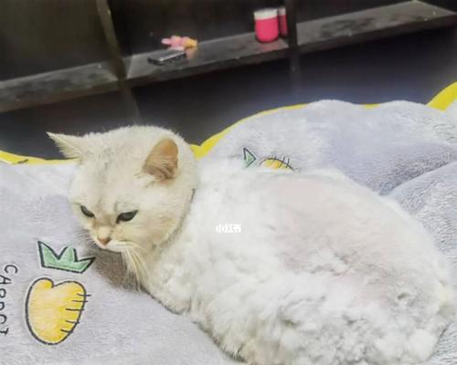 两个月小猫独立生活指南（让你的宠物小猫健康自主地成长）