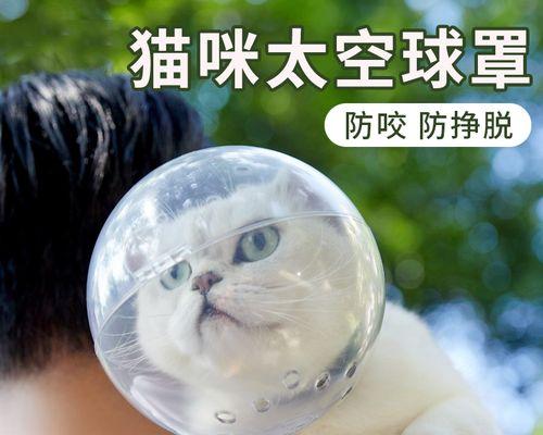 猫咪肚子里的异物-如何预防和处理（宠物主人必读的生命教育）