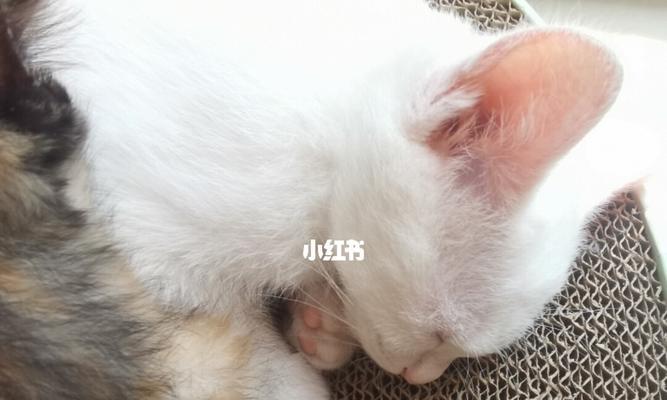 猫咪耳朵肉垫发热的原因和应对方法（宠物养护）