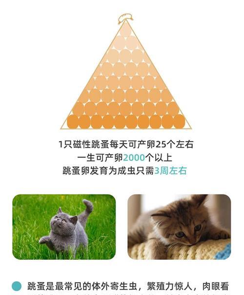 拥有快乐宠物生活的秘诀——以猫咪福来恩为例（以宠物为主）