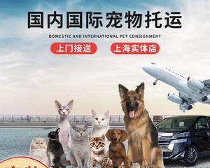 猫咪空运12小时（了解宠物空运全流程）