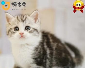 猫咪空运12小时（了解宠物空运全流程）