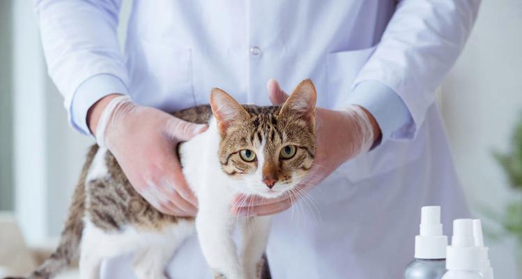 宠物猫咪为什么需要驱虫禁食（如何正确进行猫咪驱虫禁食）