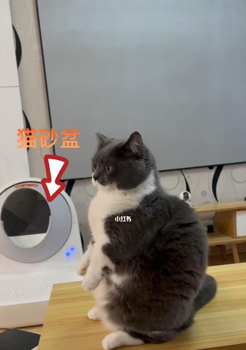 小猫的猫砂盆问题（宠物主人应该如何解决）