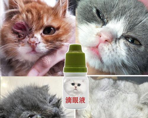 小猫打喷嚏！如何关爱宠物鼻子健康（从小事做起）