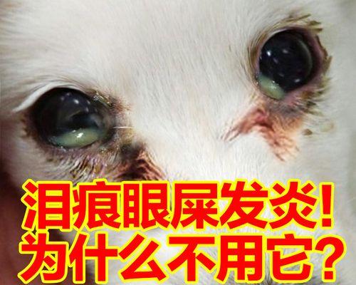 小猫眼睛感染怎么办（宠物眼睛常见疾病及治疗方法）