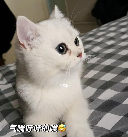 小猫的呼吸问题（探究小猫呼吸平稳的可能原因及预防方法）