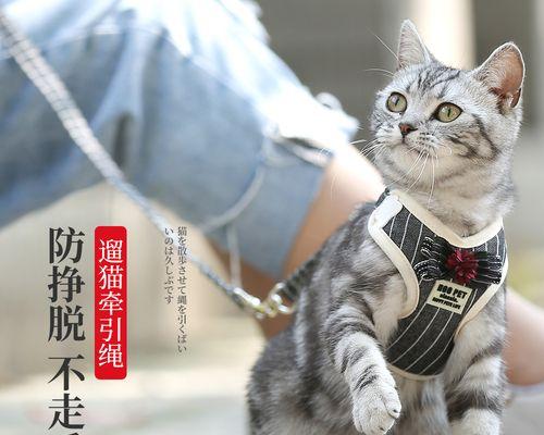 小猫不吃东西怎么办（以宠物为主）