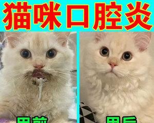 小猫口腔溃疡，该如何处理（宠物的口腔健康也需要关注）