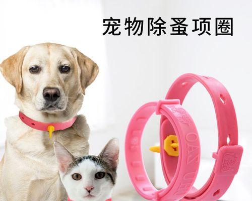 如何有效防治宠物身上的跳蚤（以小猫为例）