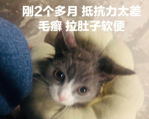 小猫拉稀死亡（家中宠物生病的应对方法及健康饮食建议）