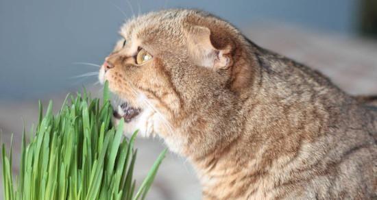 小猫吐了，引起注意（关注宠物饮食）