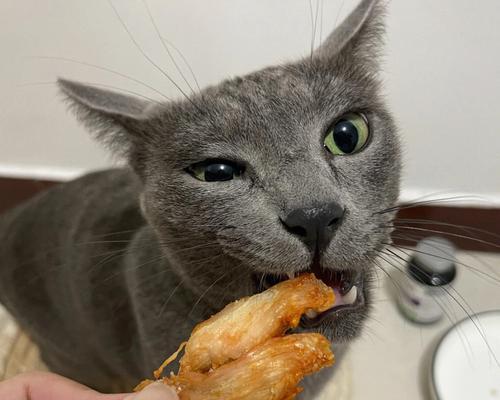 小猫喂鸡肉安全吗（宠物饮食问题及解决方案）