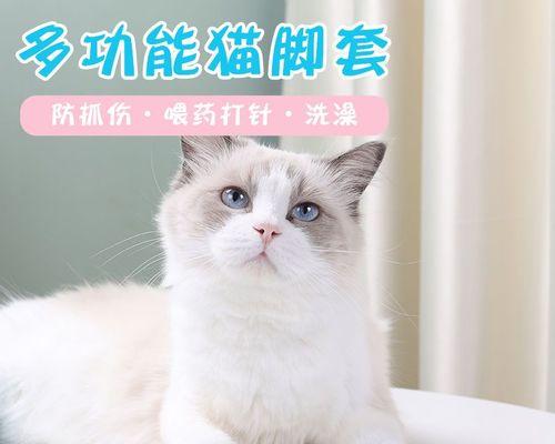 小猫咬人怎么办（以宠物为主）