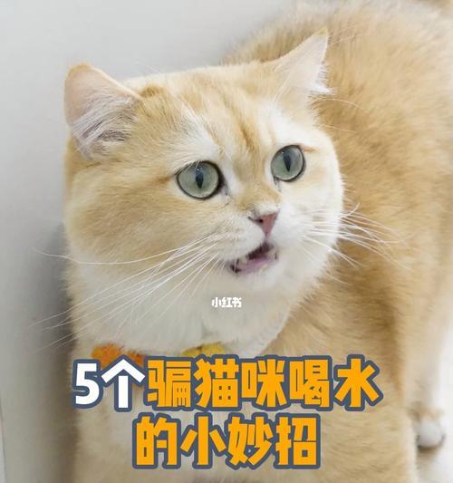 小猫不爱喝水怎么办（宠物饮水习惯调理）