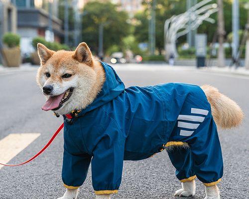 从多角度看幼犬何时出门最为合适（宠物出行从小开始）