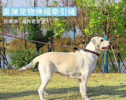 如何训练幼犬金毛成为优秀的宠物犬（从基础训练到高级技巧）