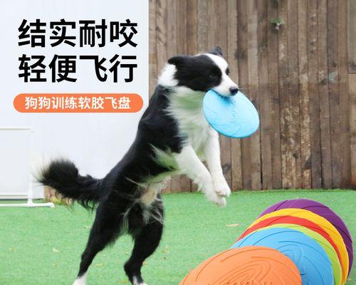 如何训练幼犬金毛成为优秀的宠物犬（从基础训练到高级技巧）