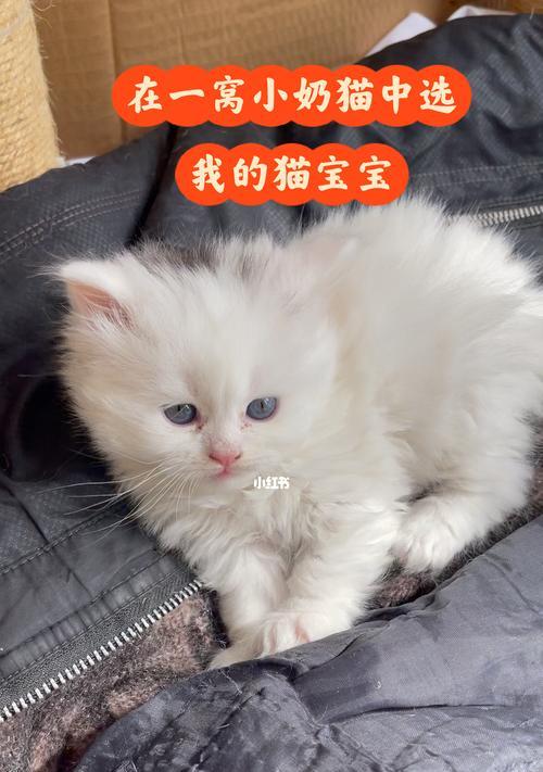 如何正确养护两个月大小的小猫（宠物养护技巧分享）